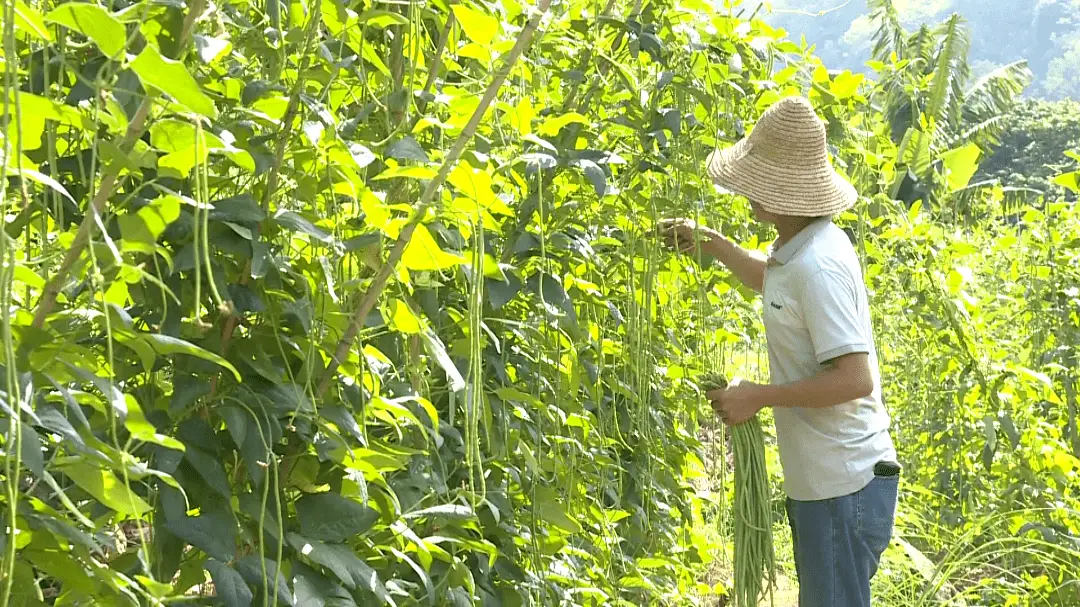 蔬菜种植铺就致富路_致富经盆栽蔬菜_致富经蔬菜大棚