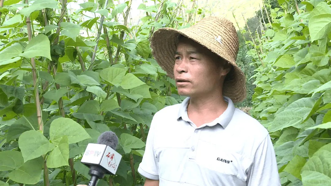 蔬菜种植铺就致富路_致富经盆栽蔬菜_致富经蔬菜大棚