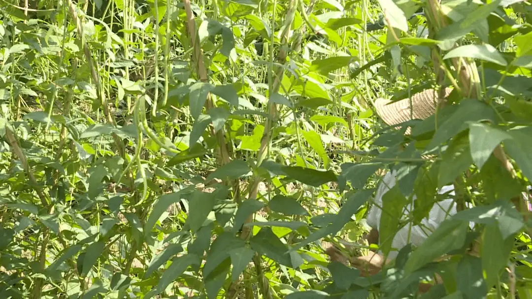 致富经蔬菜大棚_致富经盆栽蔬菜_蔬菜种植铺就致富路