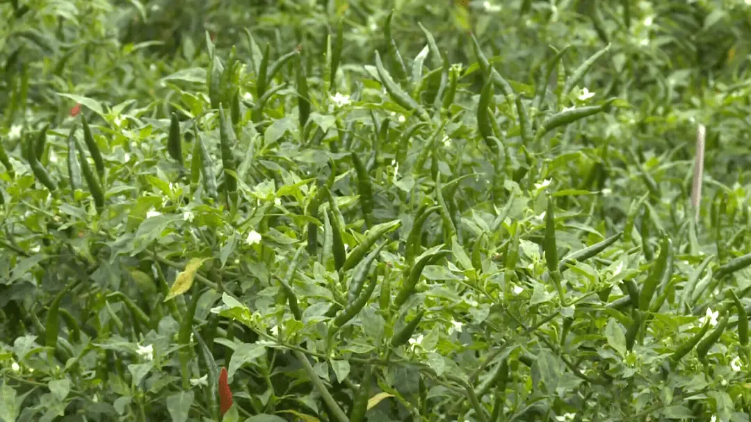 致富经蔬菜大棚_致富经盆栽蔬菜_蔬菜种植铺就致富路