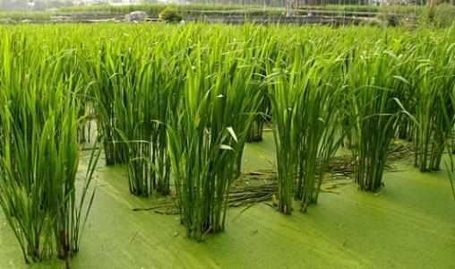 泥鳅养殖户抱团致富_田里养泥鳅视频致富经_泥鳅养殖致富