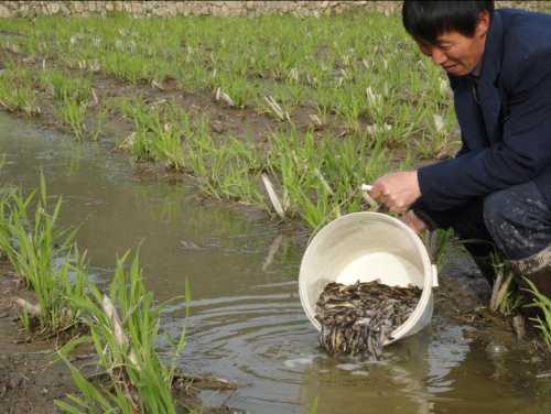 田里养泥鳅视频致富经_泥鳅养殖致富_泥鳅养殖户抱团致富