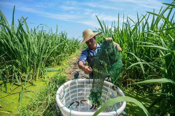 泥鳅养殖户抱团致富_泥鳅养殖致富_田里养泥鳅视频致富经