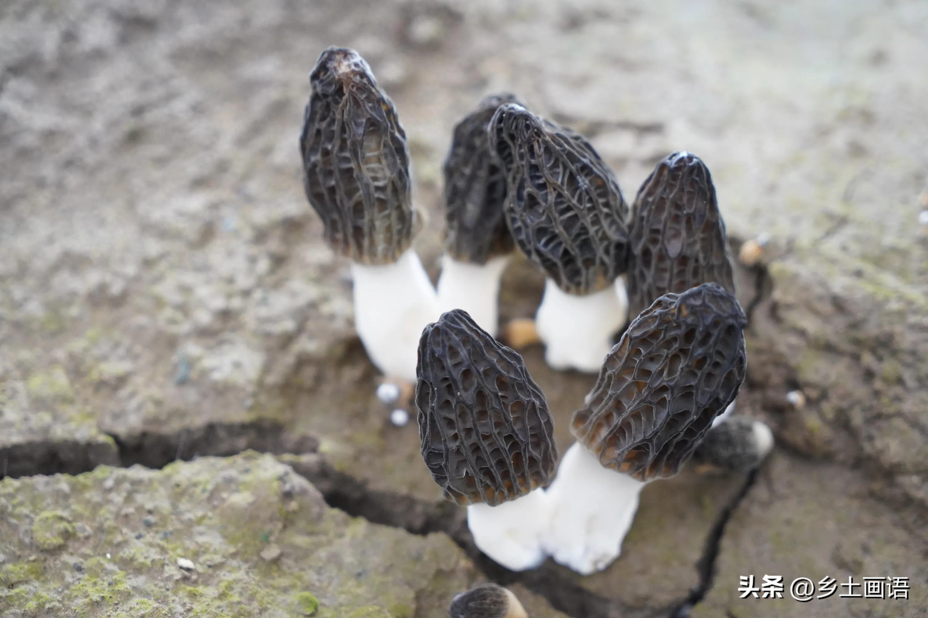 苏明启：蔬菜大棚培植羊肚菌收益高