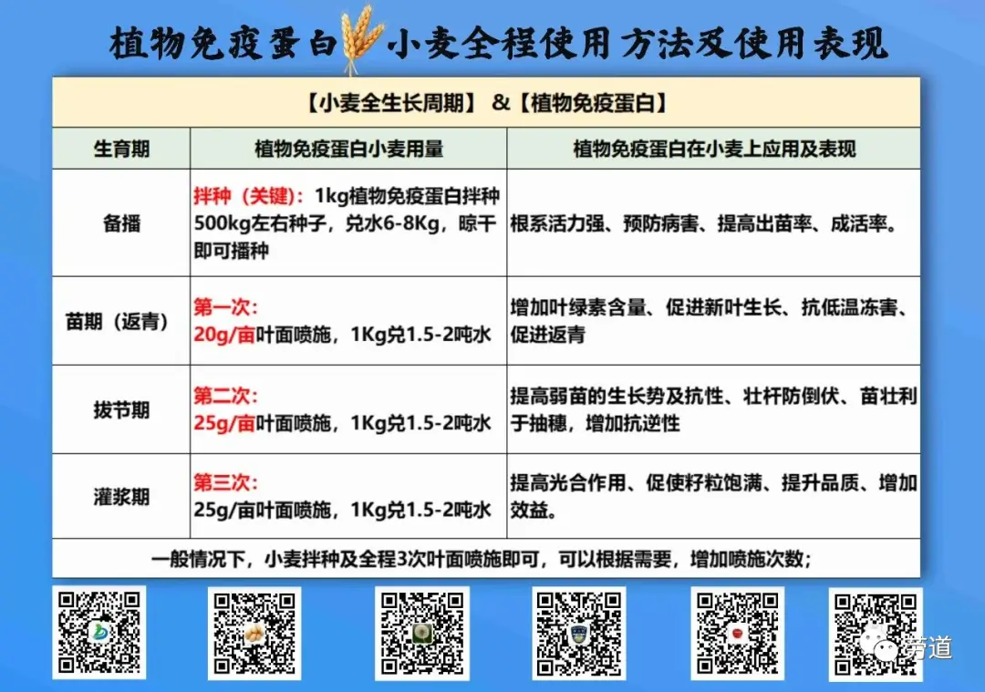 新疆小麦生产做好这几点，高产并不难