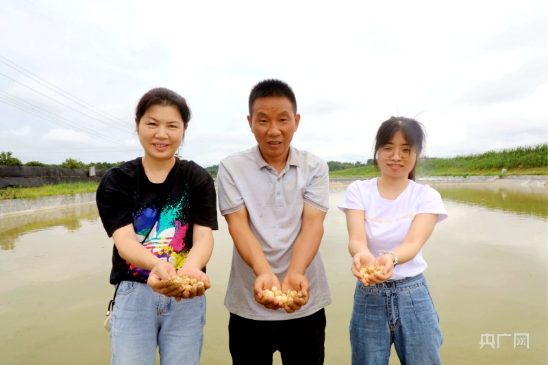 广西甲鱼养殖基地_广西甲鱼养殖_广西鳖甲养殖致富