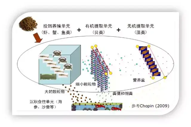 青蟹淡化养殖_淡水青蟹养殖技术_淡水青蟹养殖技术视频