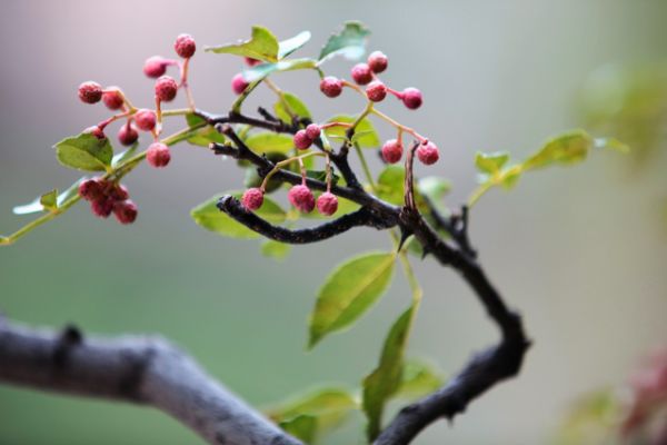 龙柳养殖_龙柳种植致富_龙柳土培