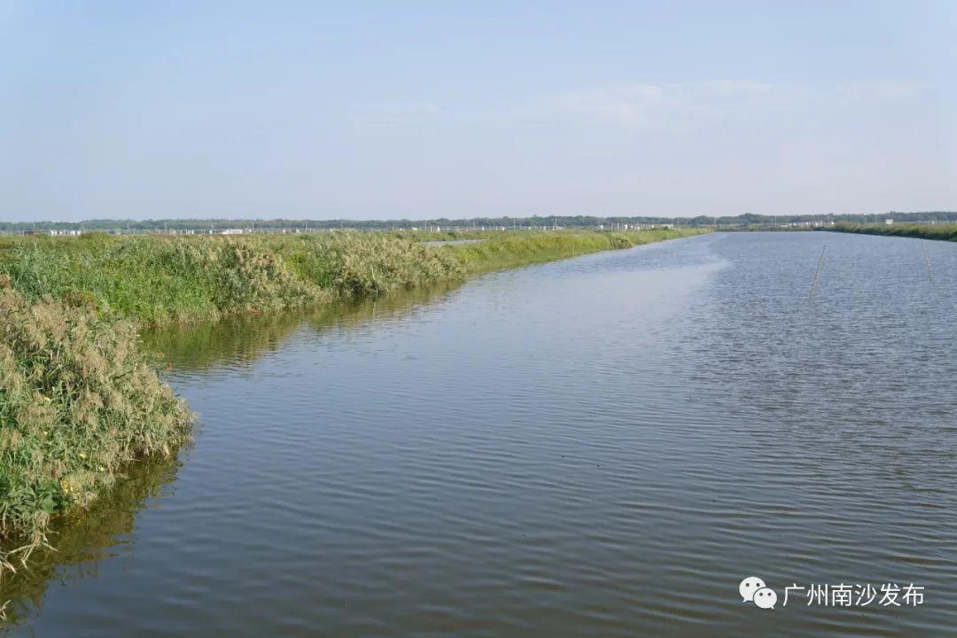 青蟹淡水能养殖吗_淡水青蟹养殖技术_青蟹养殖水深多少最合适