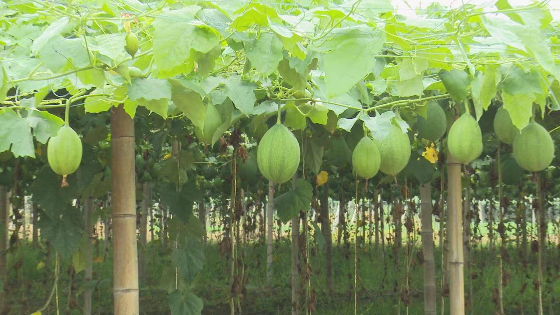 安徽瓜蒌种植基地_安徽瓜蒌上致富经的_致富经瓜蒌种瓜蒌的视频