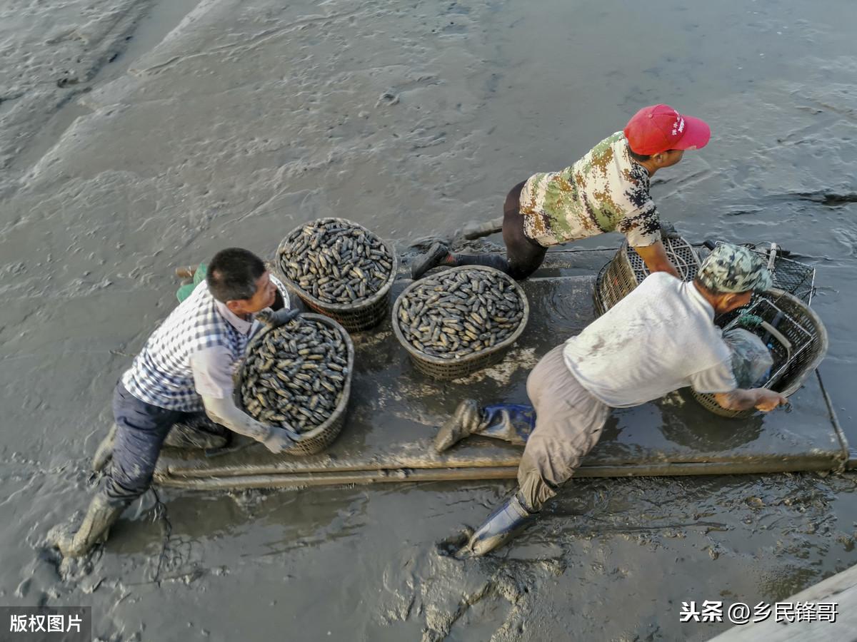 淡水青蟹养殖技术_水产养殖青蟹技术_淡水青蟹养殖技术视频