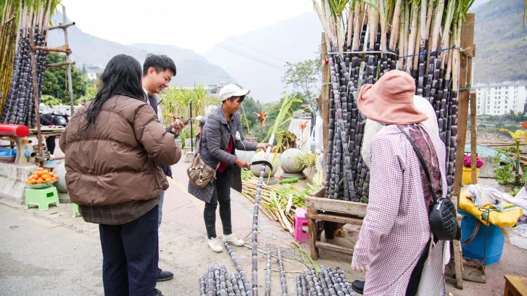 致富经甘蔗种植视频_央视甘蔗种植技术_甘蔗种植致富新闻