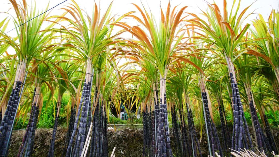 央视甘蔗种植技术_致富经甘蔗种植视频_甘蔗种植致富新闻