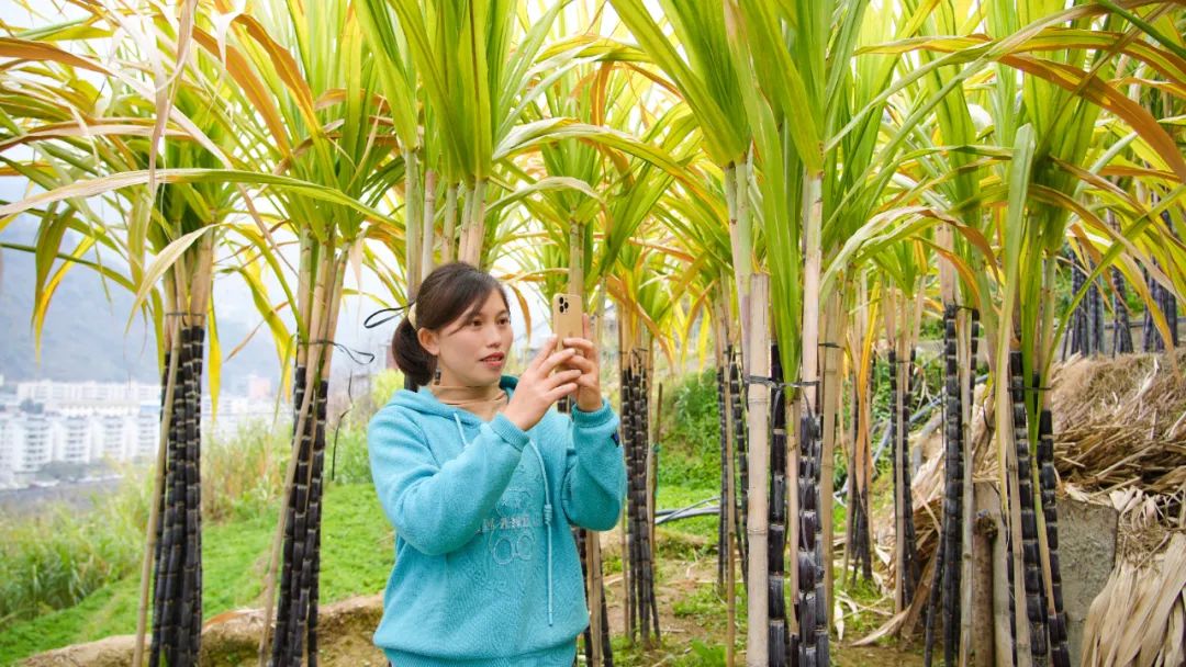 甘蔗种植致富新闻_央视甘蔗种植技术_致富经甘蔗种植视频