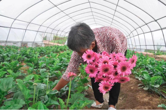 龙柳土培_龙柳种植致富_龙柳养殖