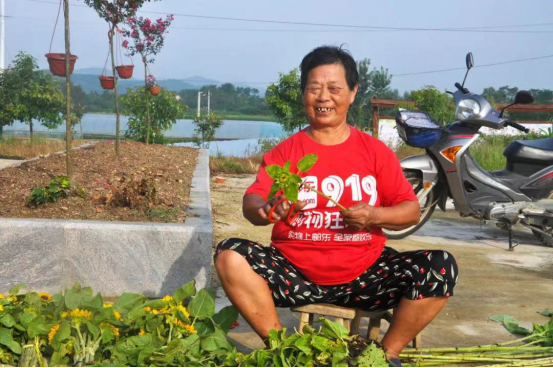 龙柳养殖_龙柳种植致富_龙柳土培