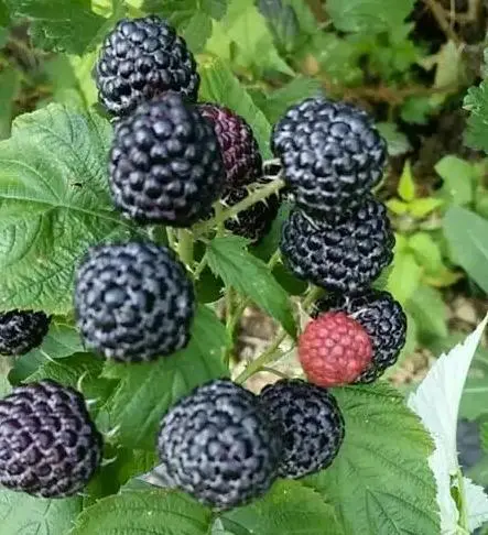 种树莓用什么盆_盆栽树莓种植技术_盆栽树莓图片