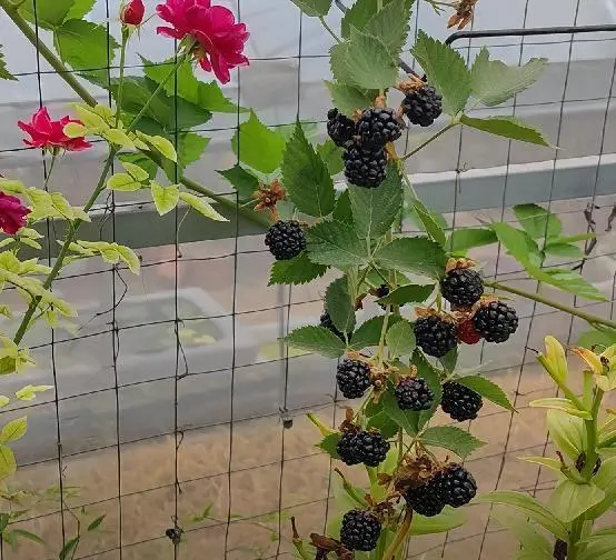 种树莓用什么盆_盆栽树莓种植技术_盆栽树莓图片