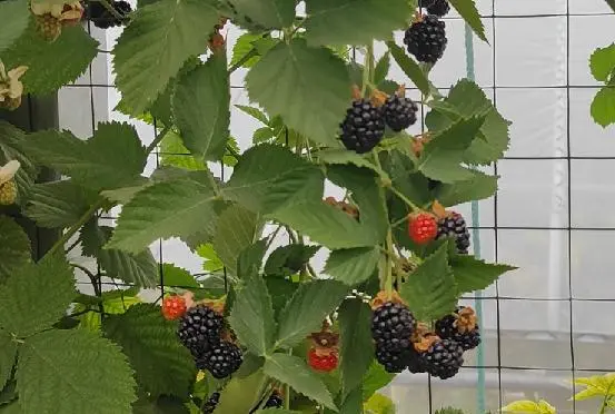 种树莓用什么盆_盆栽树莓图片_盆栽树莓种植技术