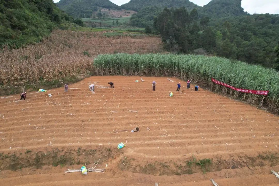 甘蔗种植致富新闻_央视甘蔗种植技术_新闻致富甘蔗种植视频