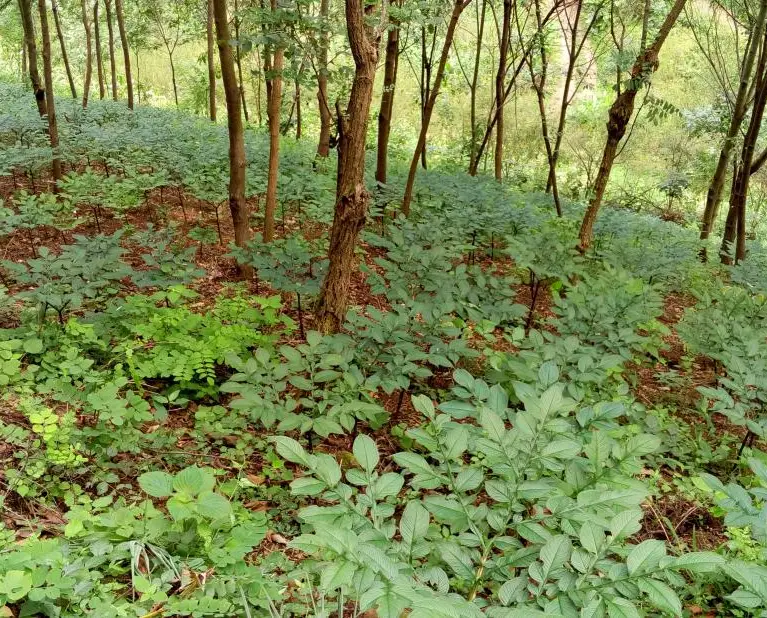 陕南种植物致富_陕南地区适合种植什么_陕南种植啥中药材好