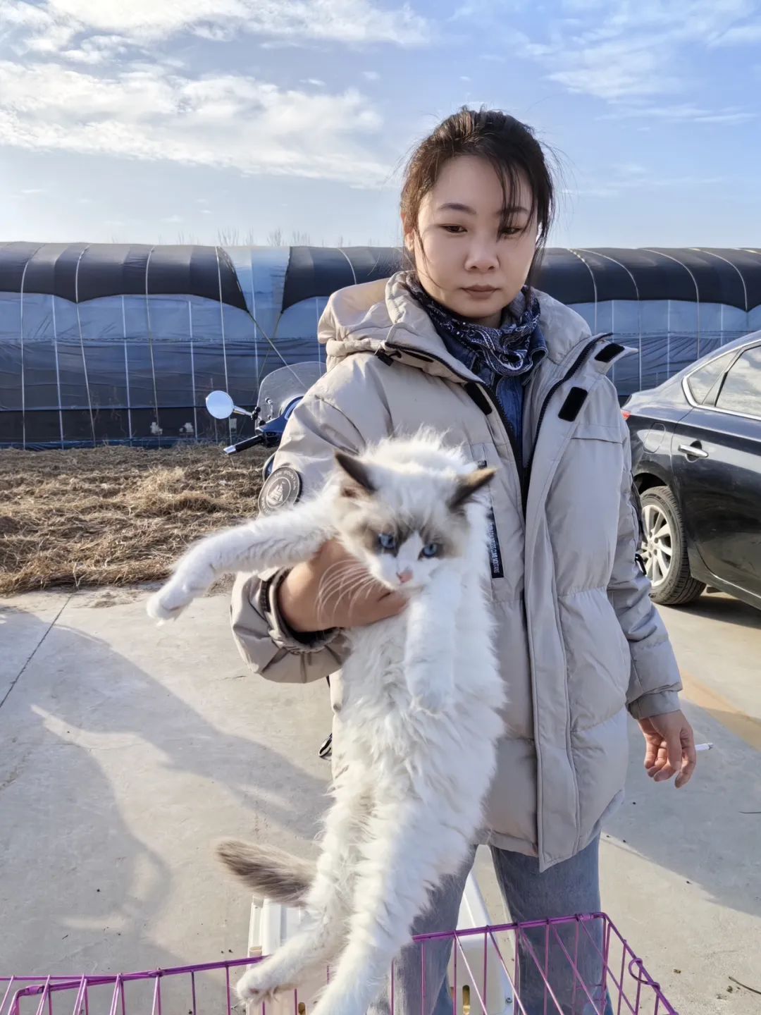 致富养殖猫加菲猫图片_加菲猫养殖致富_农村养加菲猫