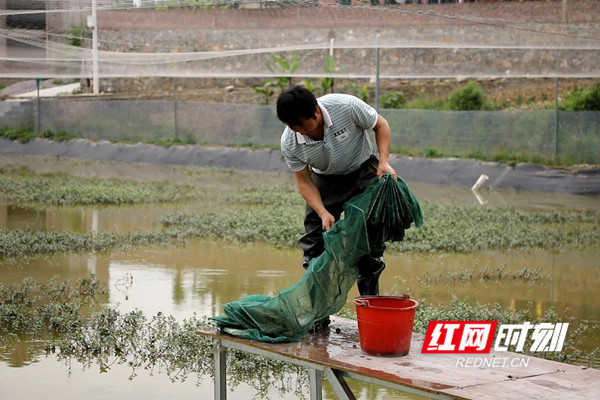 致富经养殖泥鳅视频_泥鳅养殖网站_致富网泥鳅养殖