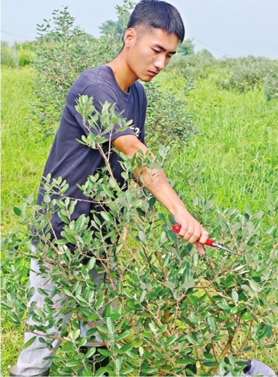 农业种植致富水果_致富水果种植农业有哪些_致富经种植三种水果亩收入过亿