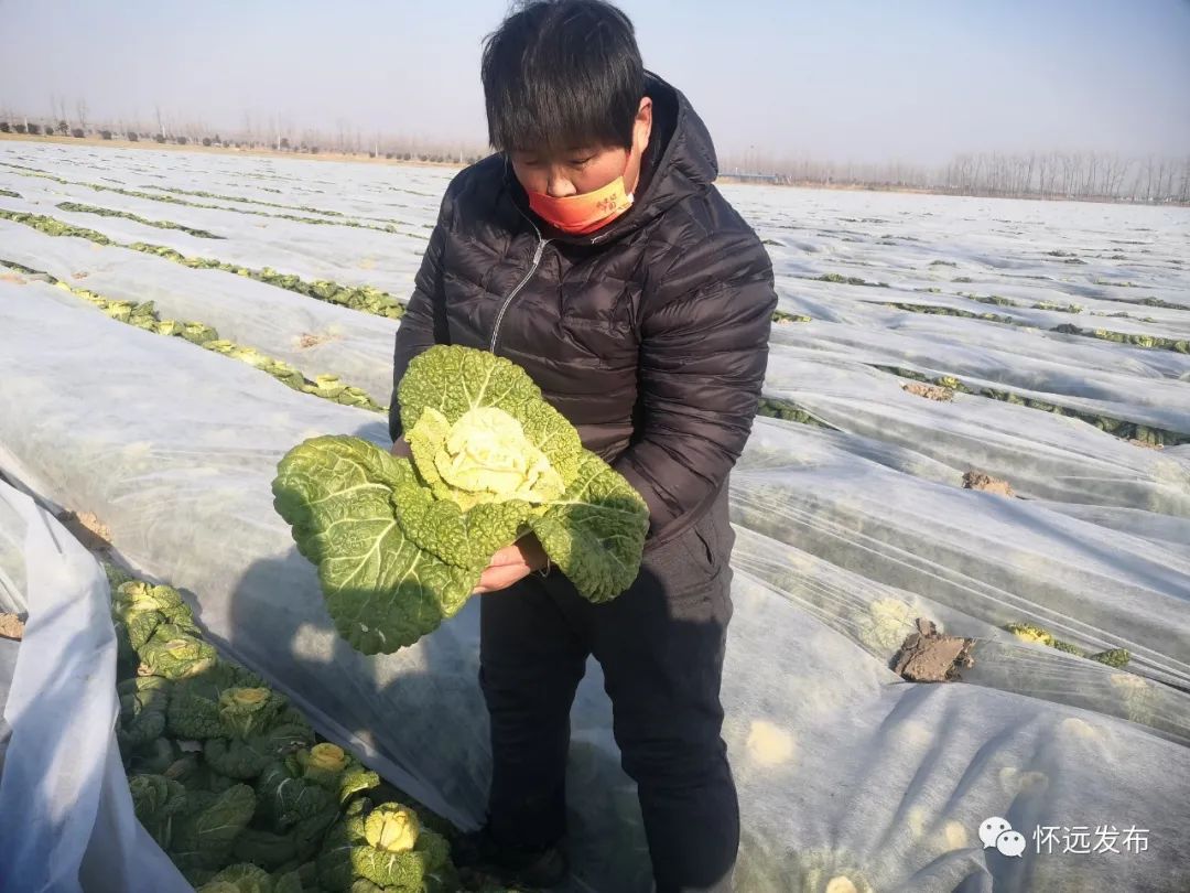 玫瑰白菜种子_白菜玫瑰种植技术要点_玫瑰白菜的种植技术