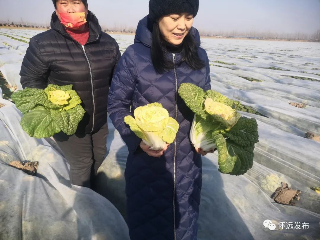 玫瑰白菜种子_白菜玫瑰种植技术要点_玫瑰白菜的种植技术