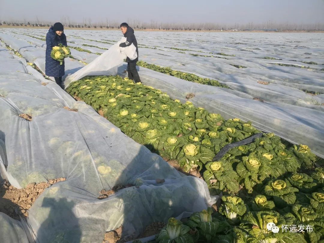 玫瑰白菜的种植技术_玫瑰白菜种子_白菜玫瑰种植技术要点