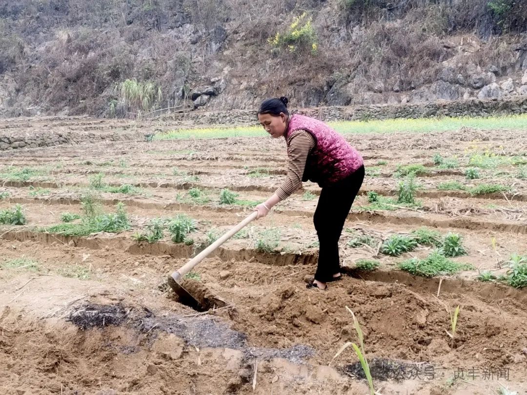 种植甘蔗致富能手_甘蔗种植致富新闻_新闻致富甘蔗种植视频