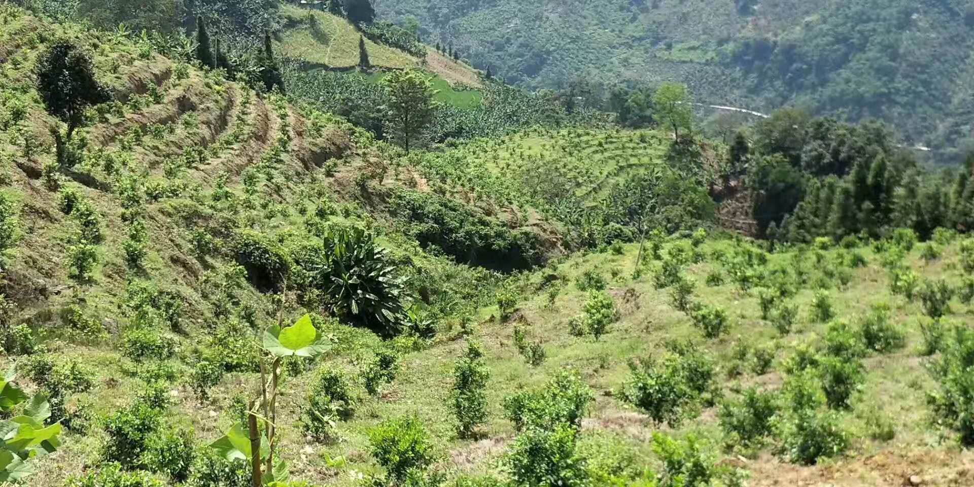 致富创业网搞种植水果_农业种植致富水果_致富水果种植农业有哪些