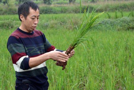 蝴蝶养殖利润和成本_辽宁大型蝴蝶_辽宁蝴蝶养殖致富