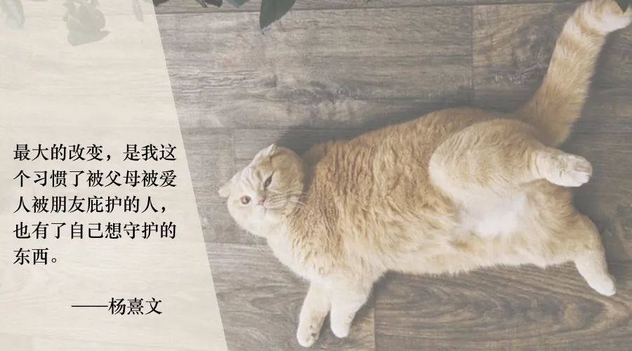 养殖加菲猫挣钱吗_加菲猫养殖致富_致富养殖猫加菲猫怎么样