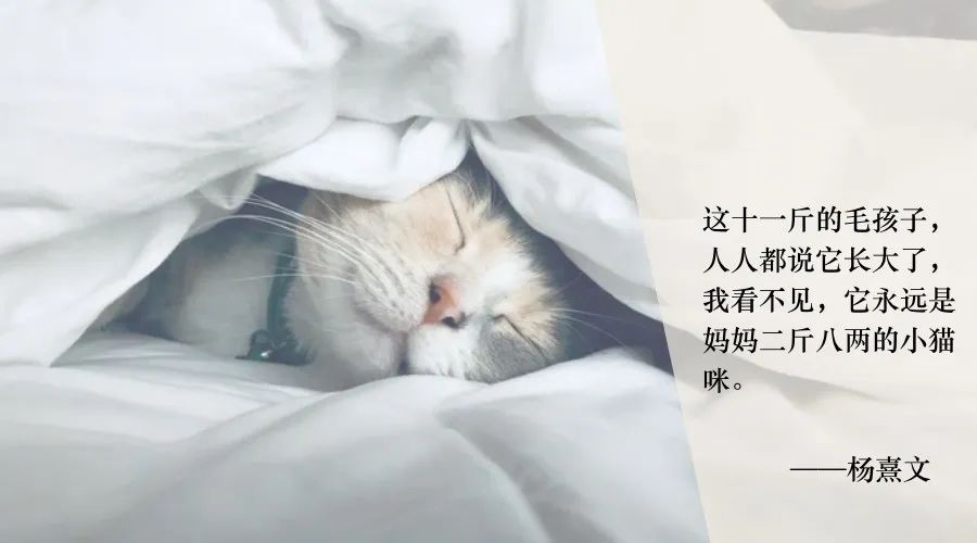 养殖加菲猫挣钱吗_致富养殖猫加菲猫怎么样_加菲猫养殖致富