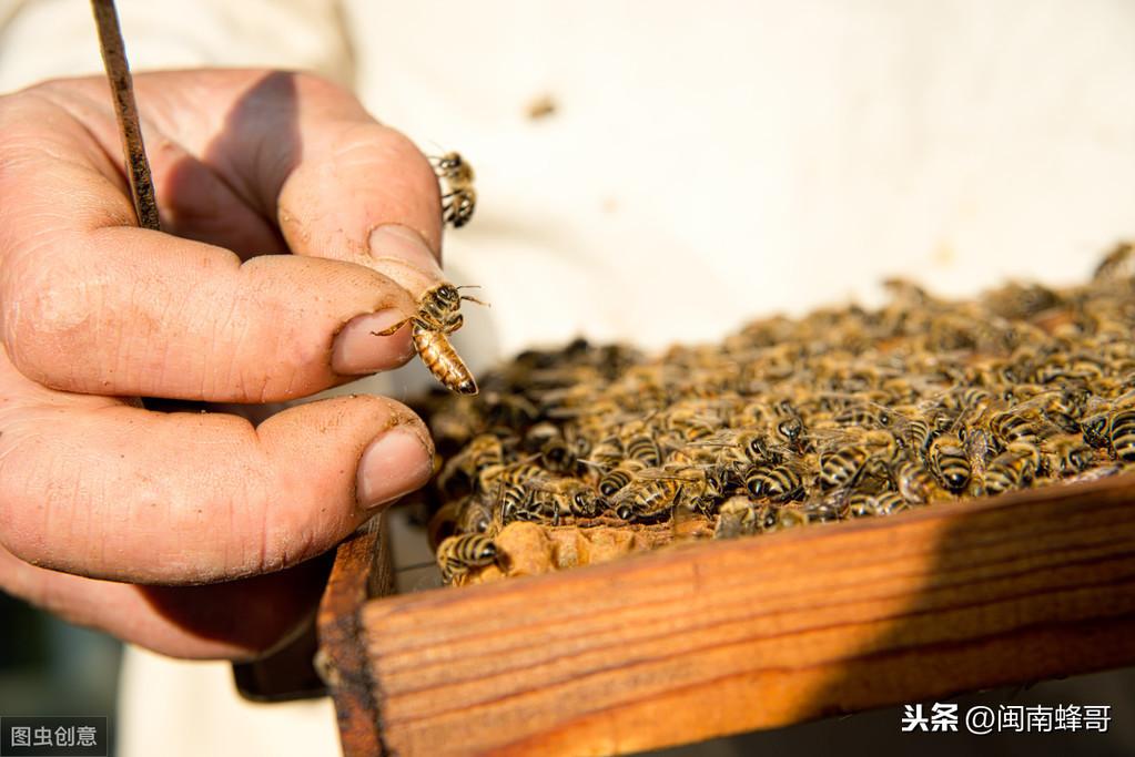 有没有养殖地牯牛的_地牯牛种植_地牯牛养殖致富