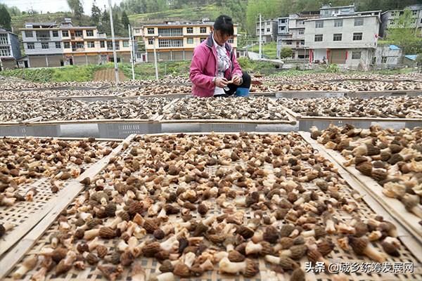 地牯牛养殖致富_地牯牛养殖联系方式_有没有养殖地牯牛的