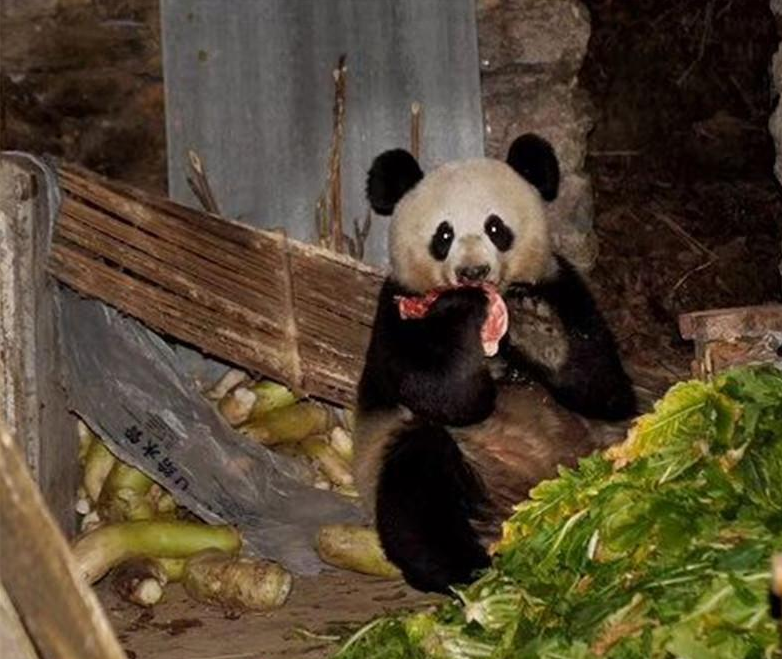 地牯牛种植_地牯牛养殖致富_有没有养殖地牯牛的