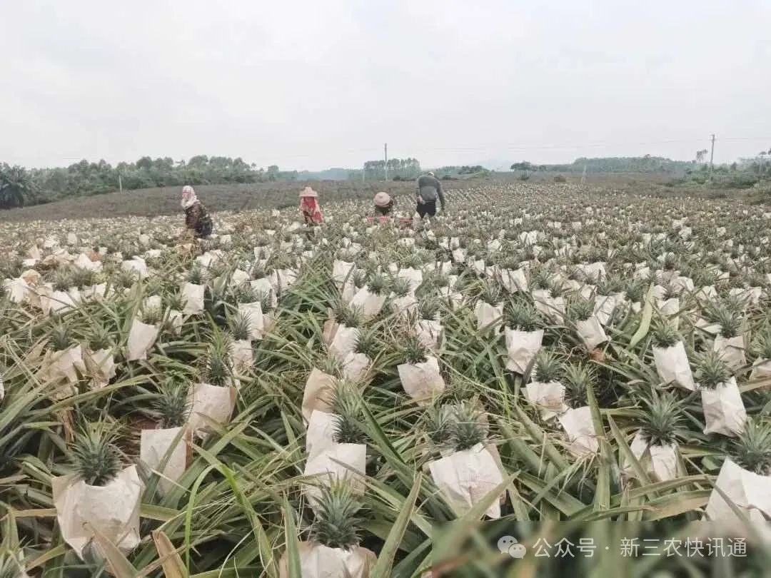 种植凤梨管理技术有哪些_凤梨的种植技术和管理_种植凤梨的方法