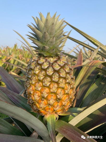 凤梨的种植技术和管理_种植凤梨的方法_种植凤梨管理技术要点