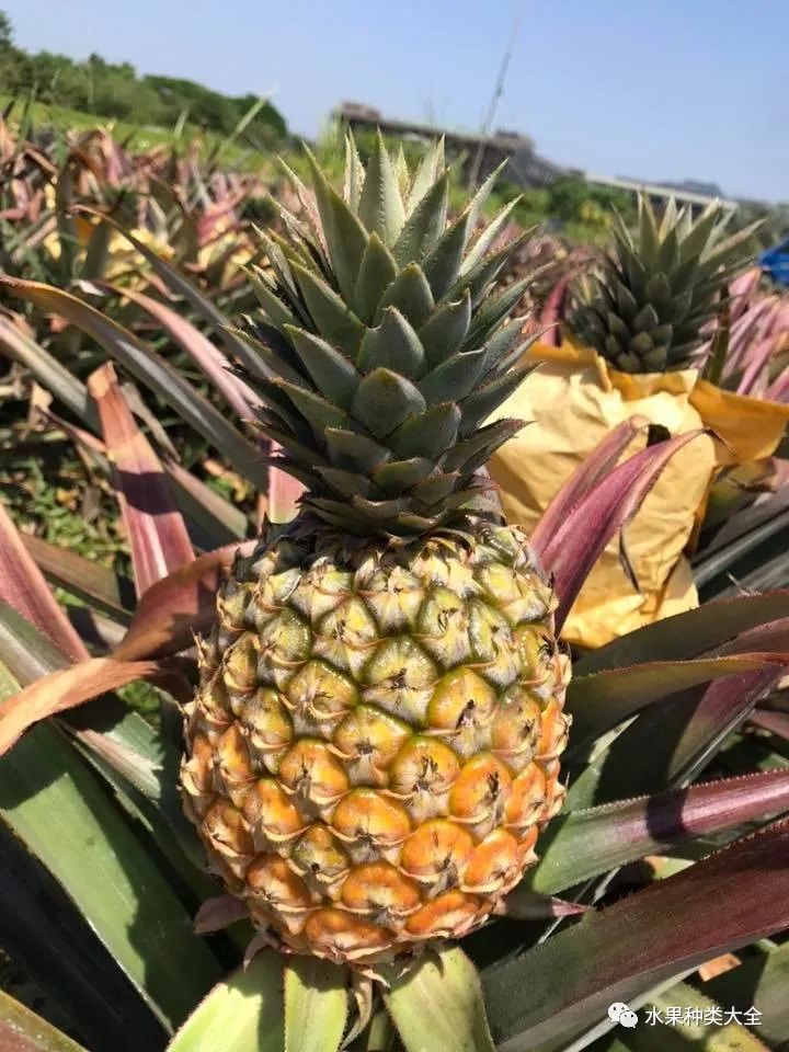 凤梨的种植技术和管理_种植凤梨管理技术要点_种植凤梨的方法