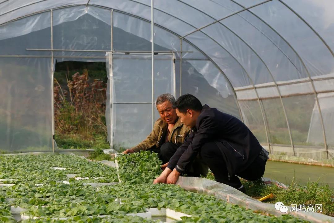 我的脱贫故事 | 种植烤烟和蔬菜 脱贫致富来得快