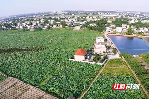 尖藕种植技术与管理_种植藕尖技术_尖藕种植技术视频