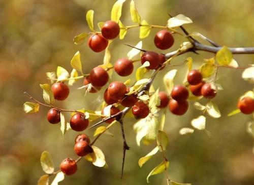 野枣怎么种植技术_枣子栽培技术_枣的种植