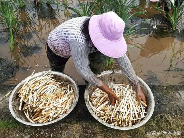 藕尖怎么种植技术_尖藕种植技术与管理_种植藕尖技术