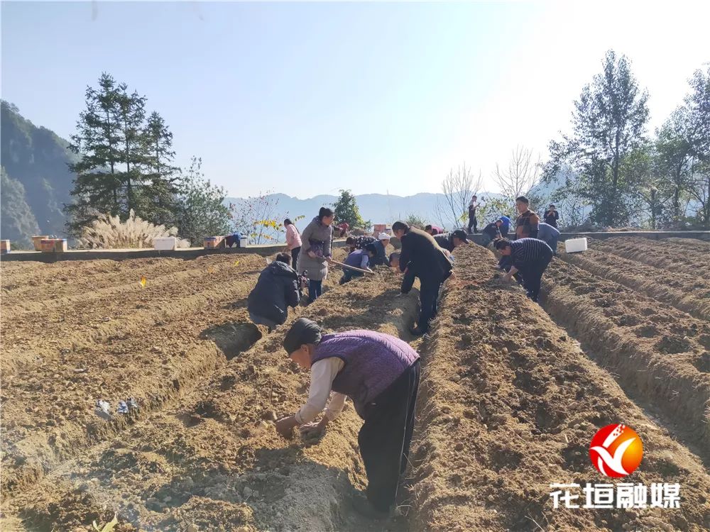 脱贫种植来致富_脱贫致富_脱贫种植项目