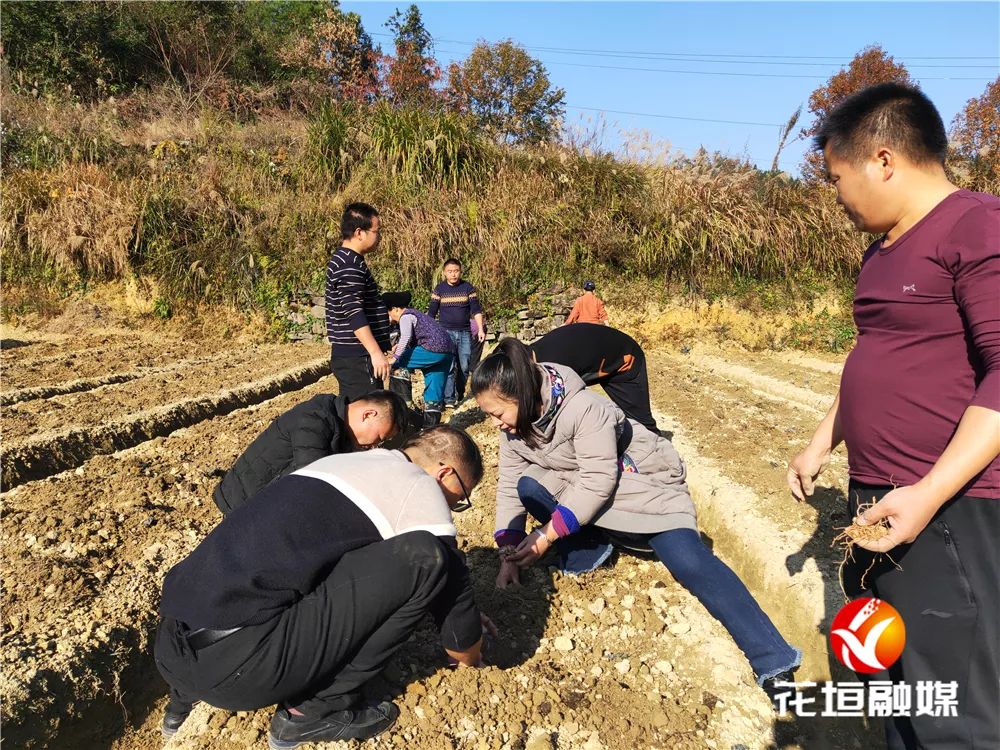 脱贫种植项目_脱贫致富_脱贫种植来致富