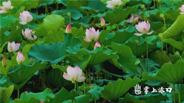 种植藕尖技术_藕尖是怎么长的_藕尖长在哪里