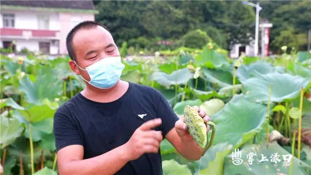 藕尖是怎么长的_种植藕尖技术_藕尖长在哪里